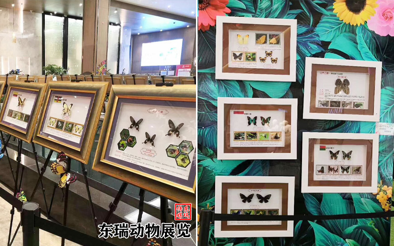 標(biāo)本展示