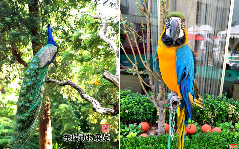 百鳥(niǎo)展示