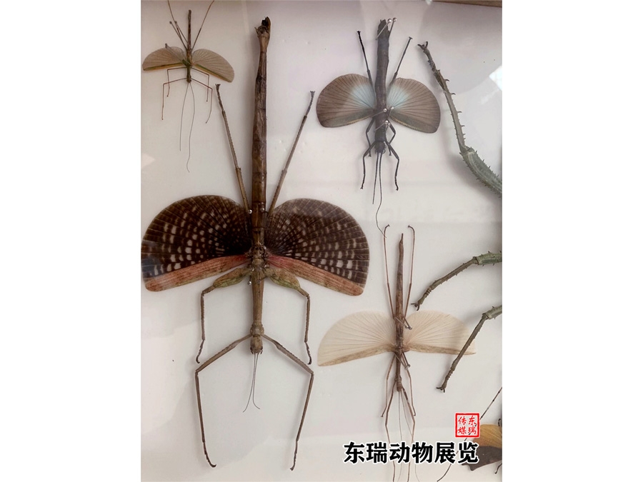 標(biāo)本展示