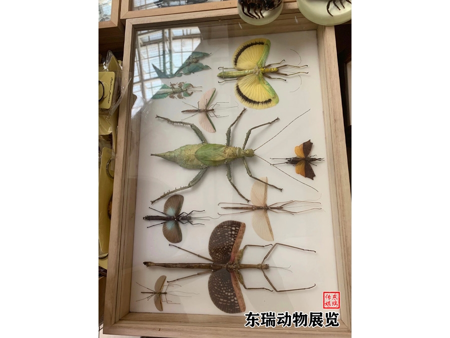 標(biāo)本展示