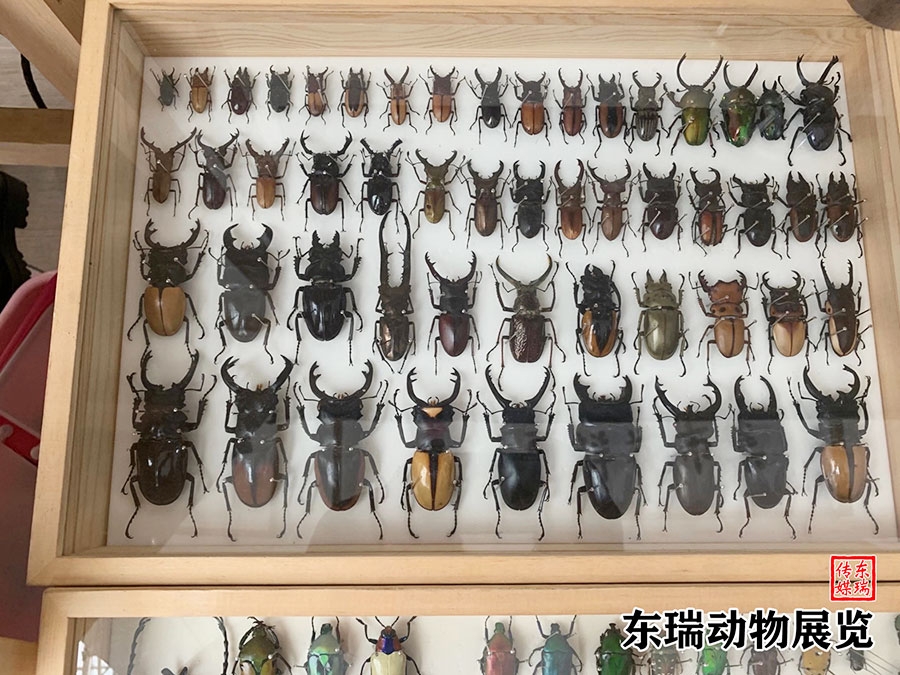 標(biāo)本展示