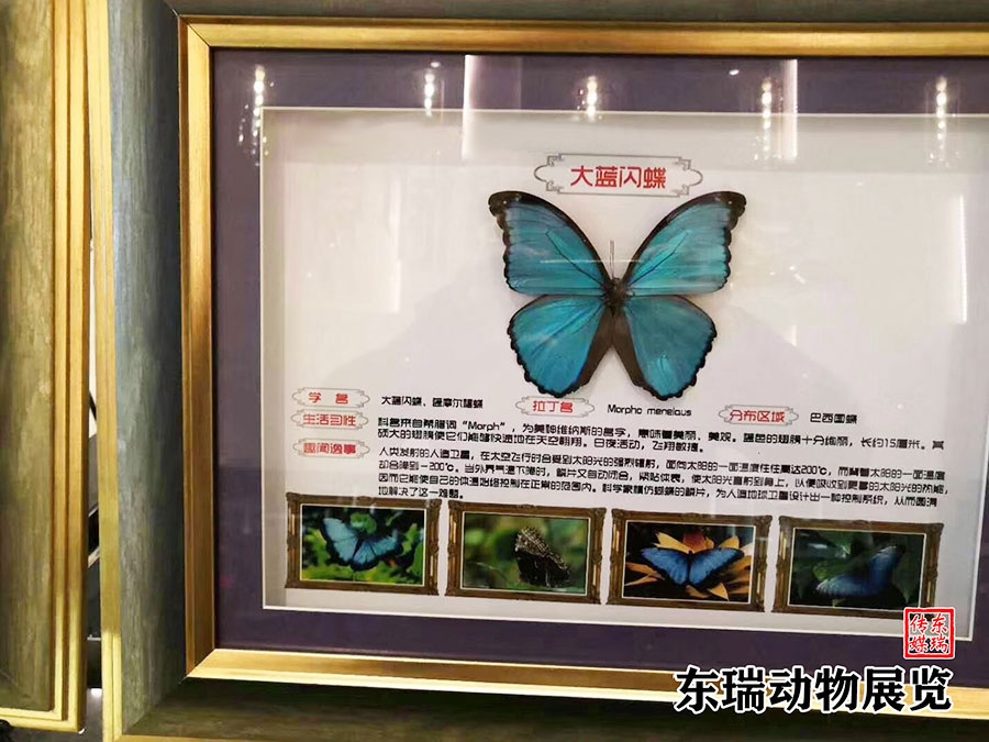標(biāo)本展示
