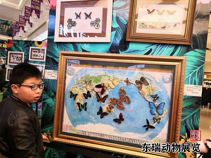 標(biāo)本展示
