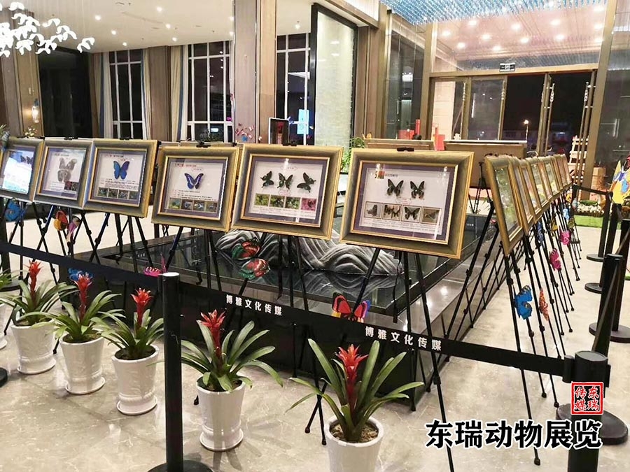 標(biāo)本展示