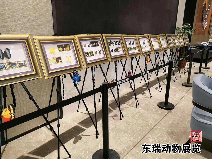 標(biāo)本展示