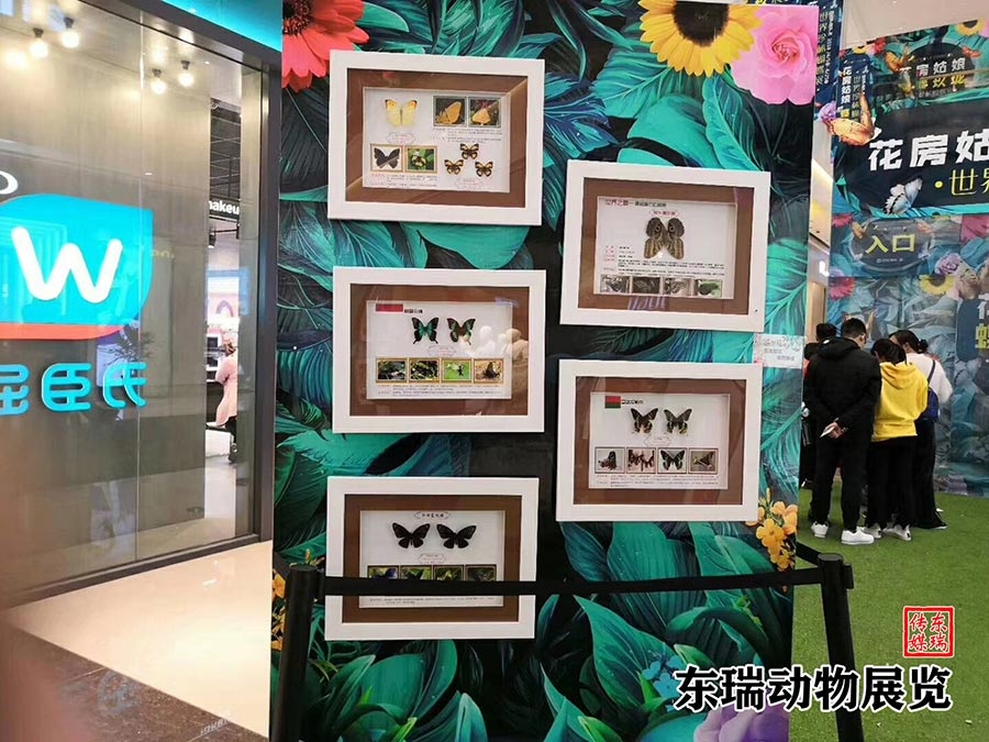 標(biāo)本展示