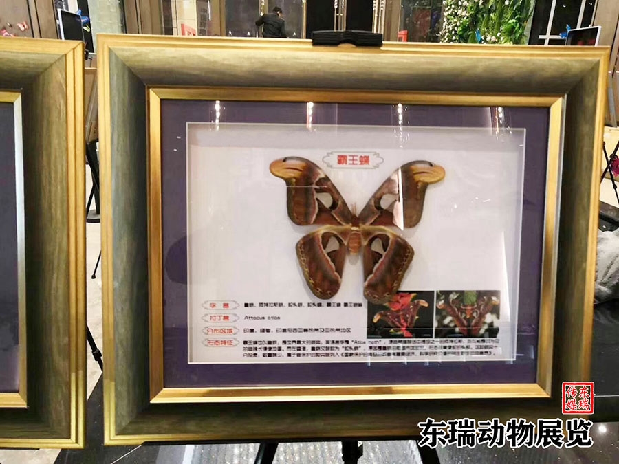 標(biāo)本展示