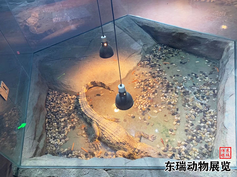 鱷魚表演