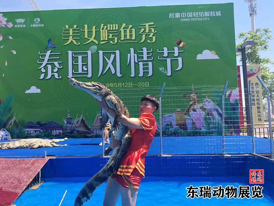 鱷魚表演