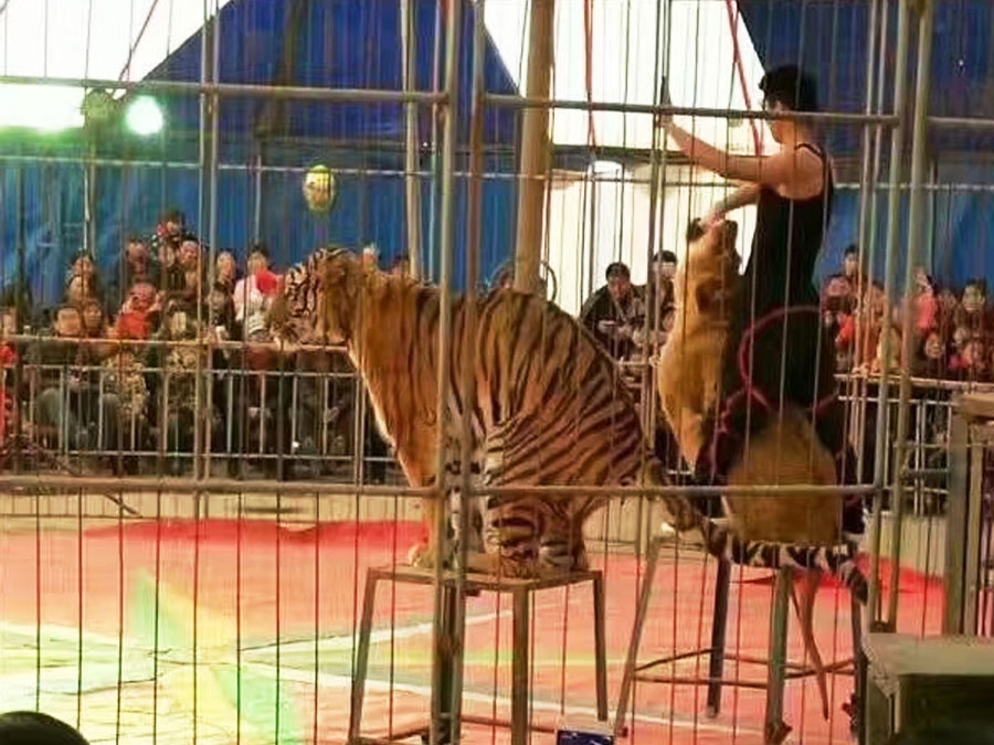 獅子表演