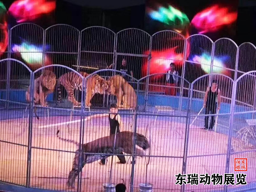 獅子表演