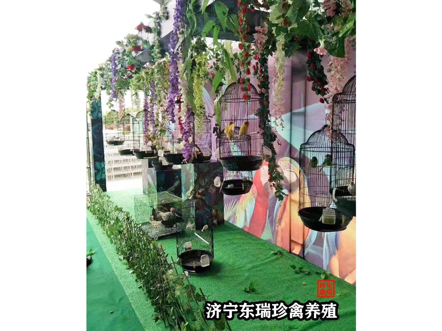 鸚鵡展示