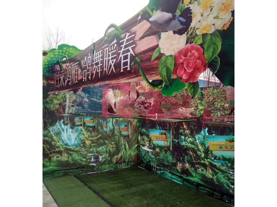 鸚鵡展示