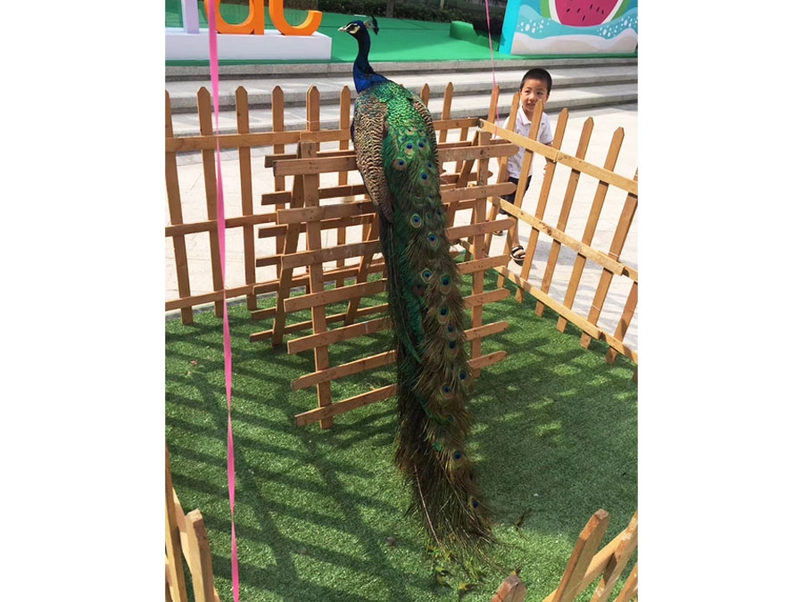 孔雀展示