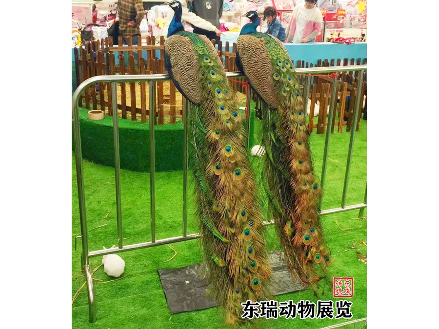 孔雀展示