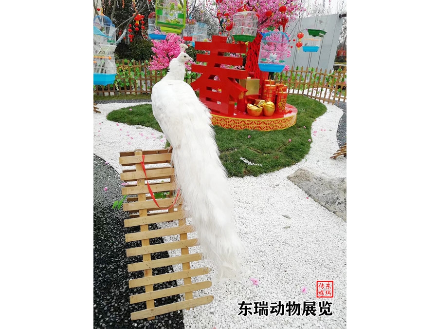 孔雀展示