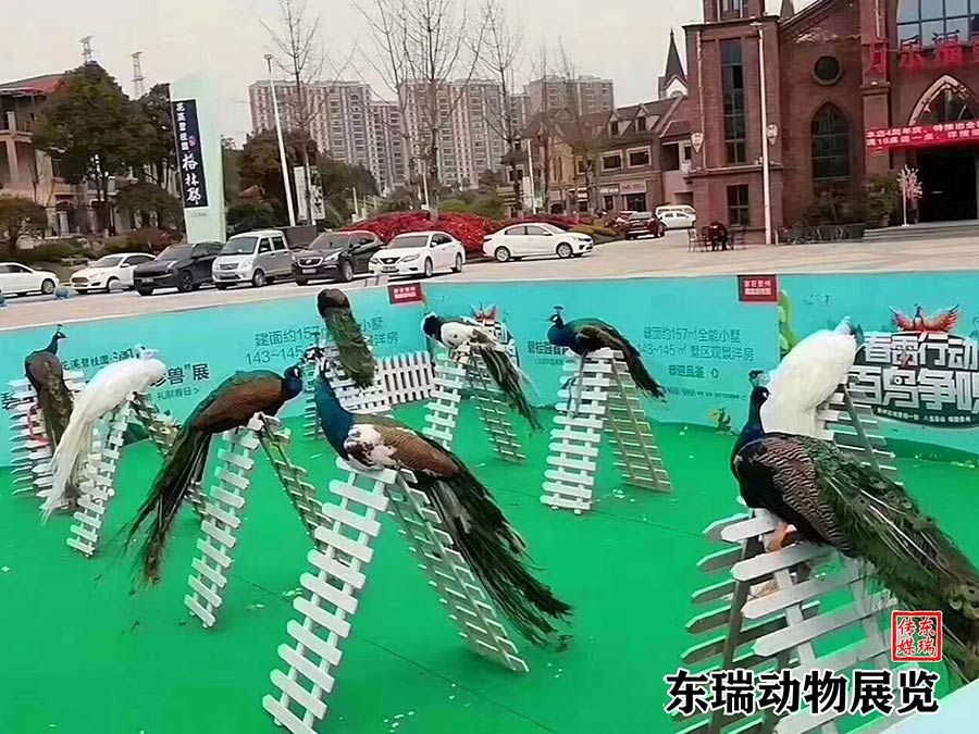 孔雀展示