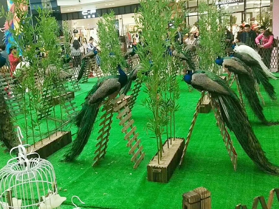 孔雀展示