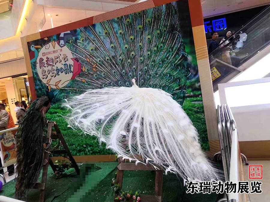孔雀展示