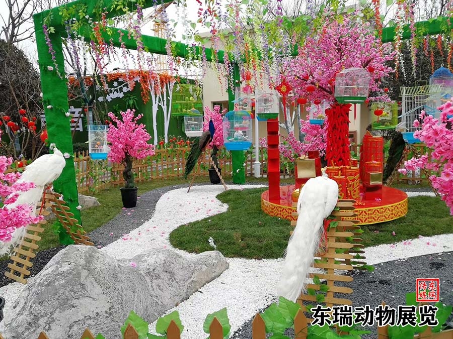 孔雀展示