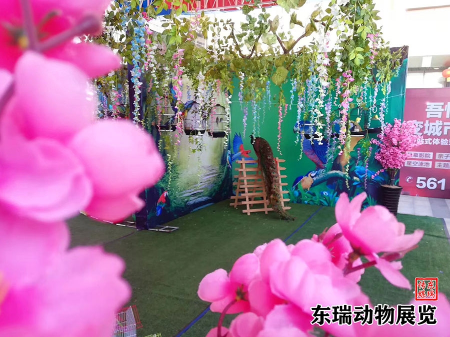 孔雀展示