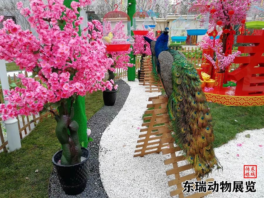 孔雀展示
