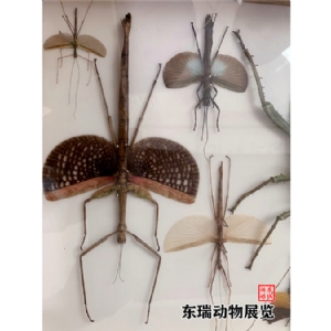 標(biāo)本展示