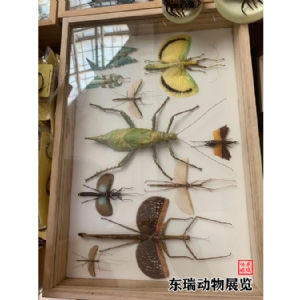 標(biāo)本展示