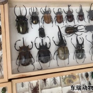 標(biāo)本展示
