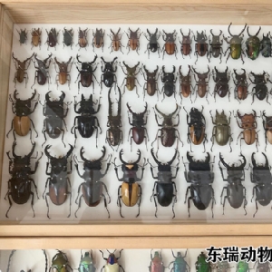 標(biāo)本展示