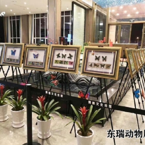 標(biāo)本展示