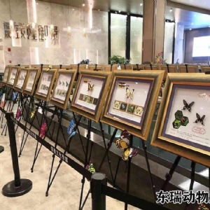 標(biāo)本展示