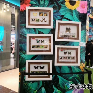 標(biāo)本展示