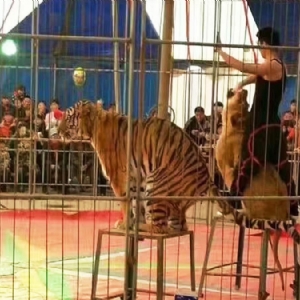 獅子表演