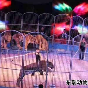 獅子表演