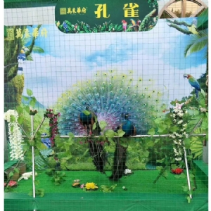 孔雀展示