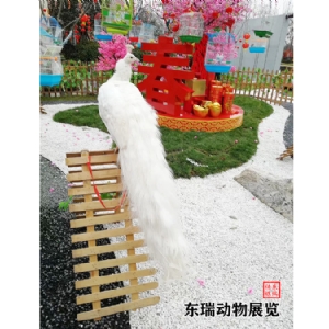 孔雀展示