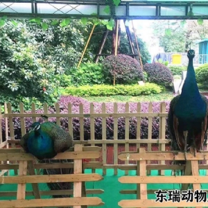 孔雀展示