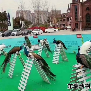 孔雀展示