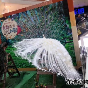 孔雀展示