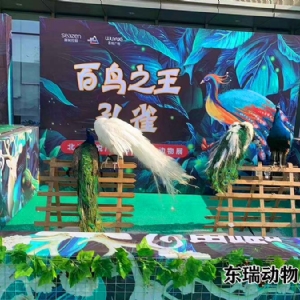 孔雀展示