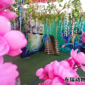 孔雀展示