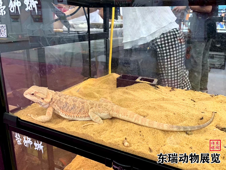 爬行動物