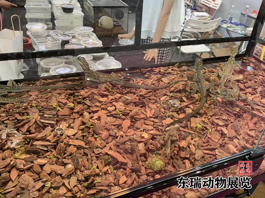 爬行動物