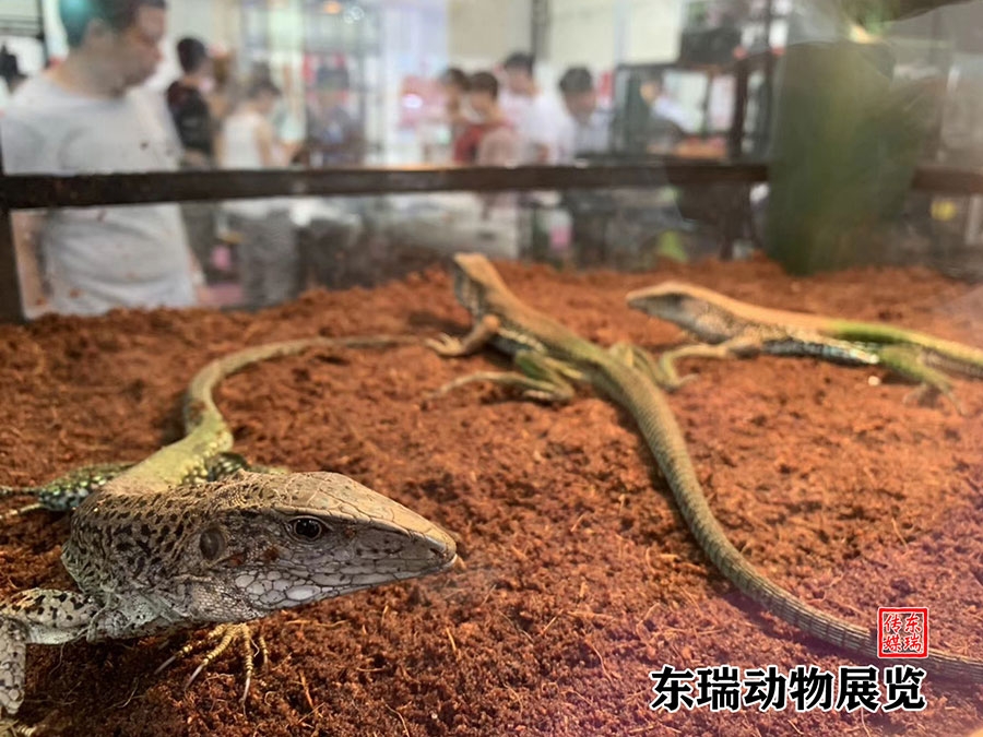 爬行動物