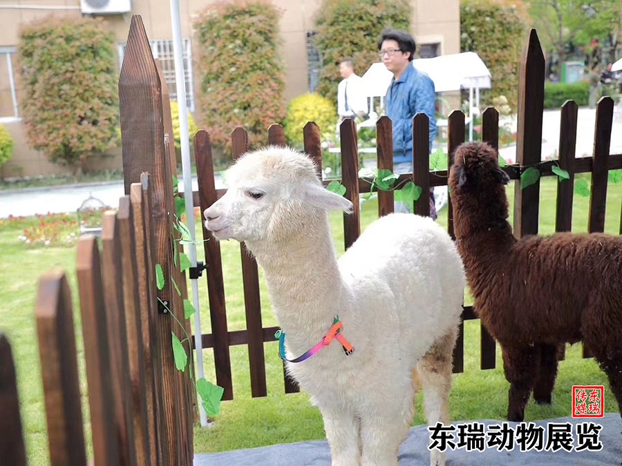 羊駝?wù)故?></div><ol>羊駝?wù)故?/ol></a></li><li><a href=