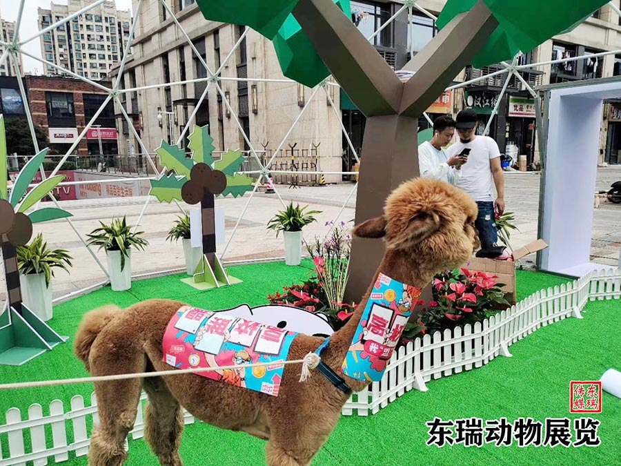 羊駝?wù)故?></div><ol>羊駝?wù)故?/ol></a></li><li><a href=