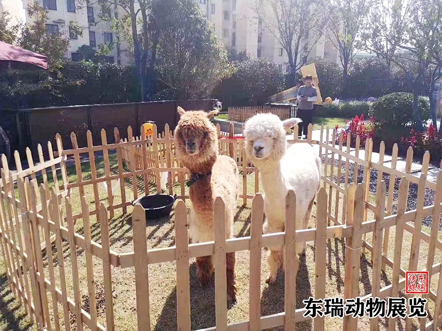羊駝?wù)故?></div><ol>羊駝?wù)故?/ol></a></li><li><a href=