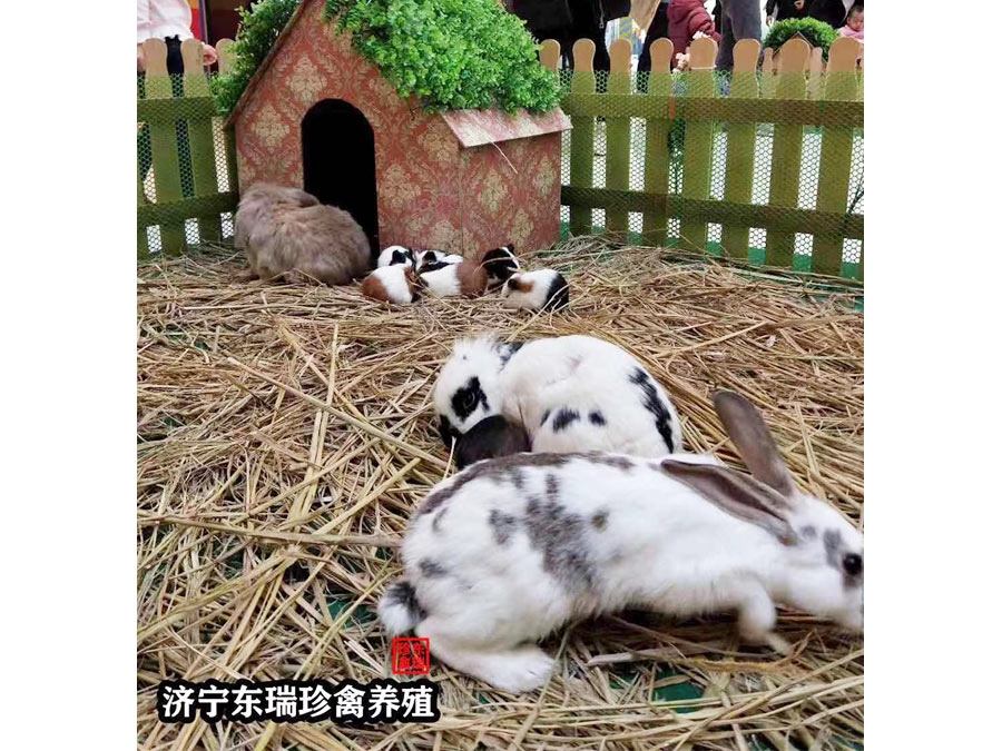 萌寵展示