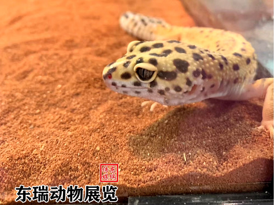 爬行動物